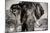 Awesome South Africa Collection B&W - Elephant Portrait VI-Philippe Hugonnard-Mounted Photographic Print