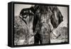 Awesome South Africa Collection B&W - Elephant Portrait VI-Philippe Hugonnard-Framed Stretched Canvas