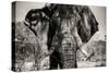 Awesome South Africa Collection B&W - Elephant Portrait VI-Philippe Hugonnard-Stretched Canvas