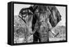 Awesome South Africa Collection B&W - Elephant Portrait VII-Philippe Hugonnard-Framed Stretched Canvas