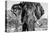 Awesome South Africa Collection B&W - Elephant Portrait VII-Philippe Hugonnard-Stretched Canvas