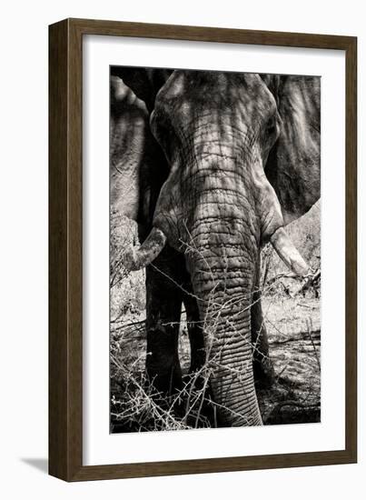 Awesome South Africa Collection B&W - Elephant Portrait VIII-Philippe Hugonnard-Framed Photographic Print