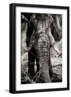 Awesome South Africa Collection B&W - Elephant Portrait VIII-Philippe Hugonnard-Framed Photographic Print