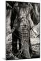 Awesome South Africa Collection B&W - Elephant Portrait VIII-Philippe Hugonnard-Mounted Photographic Print