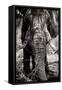 Awesome South Africa Collection B&W - Elephant Portrait VIII-Philippe Hugonnard-Framed Stretched Canvas