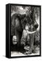 Awesome South Africa Collection B&W - Elephant Portrait XI-Philippe Hugonnard-Framed Stretched Canvas