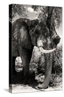 Awesome South Africa Collection B&W - Elephant Portrait XI-Philippe Hugonnard-Stretched Canvas