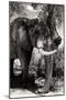 Awesome South Africa Collection B&W - Elephant Portrait XI-Philippe Hugonnard-Mounted Photographic Print