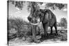 Awesome South Africa Collection B&W - Elephant V-Philippe Hugonnard-Stretched Canvas