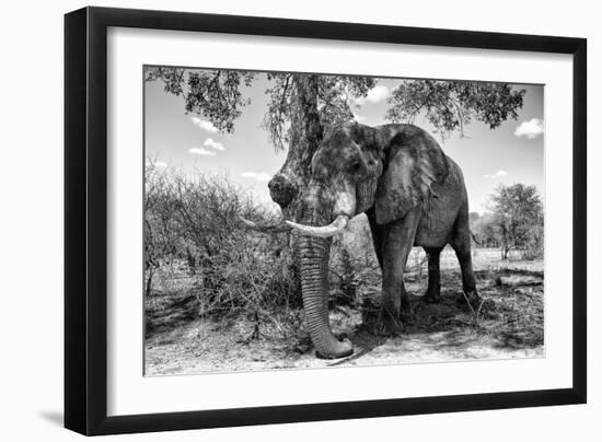 Awesome South Africa Collection B&W - Elephant V-Philippe Hugonnard-Framed Photographic Print