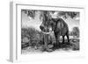 Awesome South Africa Collection B&W - Elephant V-Philippe Hugonnard-Framed Photographic Print