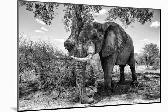 Awesome South Africa Collection B&W - Elephant V-Philippe Hugonnard-Mounted Photographic Print