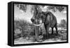 Awesome South Africa Collection B&W - Elephant V-Philippe Hugonnard-Framed Stretched Canvas