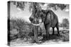 Awesome South Africa Collection B&W - Elephant V-Philippe Hugonnard-Stretched Canvas