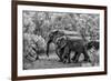 Awesome South Africa Collection B&W - Family of Elephants-Philippe Hugonnard-Framed Photographic Print