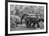 Awesome South Africa Collection B&W - Family of Elephants-Philippe Hugonnard-Framed Photographic Print