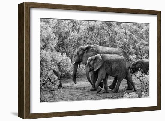 Awesome South Africa Collection B&W - Family of Elephants-Philippe Hugonnard-Framed Photographic Print