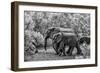 Awesome South Africa Collection B&W - Family of Elephants-Philippe Hugonnard-Framed Photographic Print