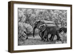 Awesome South Africa Collection B&W - Family of Elephants-Philippe Hugonnard-Framed Photographic Print