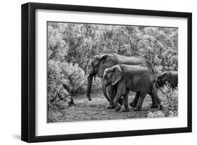 Awesome South Africa Collection B&W - Family of Elephants-Philippe Hugonnard-Framed Photographic Print