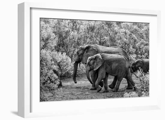 Awesome South Africa Collection B&W - Family of Elephants-Philippe Hugonnard-Framed Photographic Print