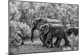 Awesome South Africa Collection B&W - Family of Elephants-Philippe Hugonnard-Mounted Photographic Print