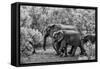 Awesome South Africa Collection B&W - Family of Elephants-Philippe Hugonnard-Framed Stretched Canvas