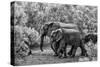 Awesome South Africa Collection B&W - Family of Elephants-Philippe Hugonnard-Stretched Canvas