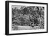 Awesome South Africa Collection B&W - Giraffe and Zebras in the Savanna-Philippe Hugonnard-Framed Photographic Print