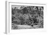 Awesome South Africa Collection B&W - Giraffe and Zebras in the Savanna-Philippe Hugonnard-Framed Photographic Print