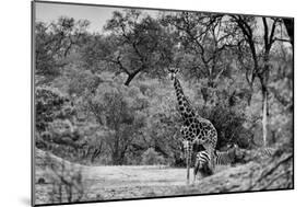 Awesome South Africa Collection B&W - Giraffe and Zebras in the Savanna-Philippe Hugonnard-Mounted Photographic Print