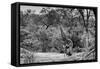 Awesome South Africa Collection B&W - Giraffe and Zebras in the Savanna-Philippe Hugonnard-Framed Stretched Canvas