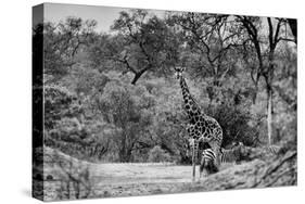 Awesome South Africa Collection B&W - Giraffe and Zebras in the Savanna-Philippe Hugonnard-Stretched Canvas