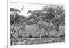 Awesome South Africa Collection B&W - Giraffe in the Savanna I-Philippe Hugonnard-Framed Photographic Print