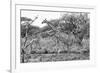 Awesome South Africa Collection B&W - Giraffe in the Savanna I-Philippe Hugonnard-Framed Photographic Print