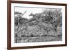 Awesome South Africa Collection B&W - Giraffe in the Savanna I-Philippe Hugonnard-Framed Photographic Print