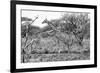 Awesome South Africa Collection B&W - Giraffe in the Savanna I-Philippe Hugonnard-Framed Photographic Print