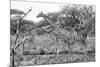 Awesome South Africa Collection B&W - Giraffe in the Savanna I-Philippe Hugonnard-Mounted Photographic Print