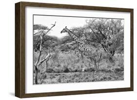 Awesome South Africa Collection B&W - Giraffe in the Savanna I-Philippe Hugonnard-Framed Photographic Print
