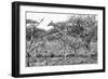 Awesome South Africa Collection B&W - Giraffe in the Savanna I-Philippe Hugonnard-Framed Photographic Print