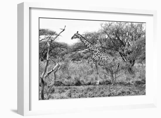 Awesome South Africa Collection B&W - Giraffe in the Savanna I-Philippe Hugonnard-Framed Photographic Print