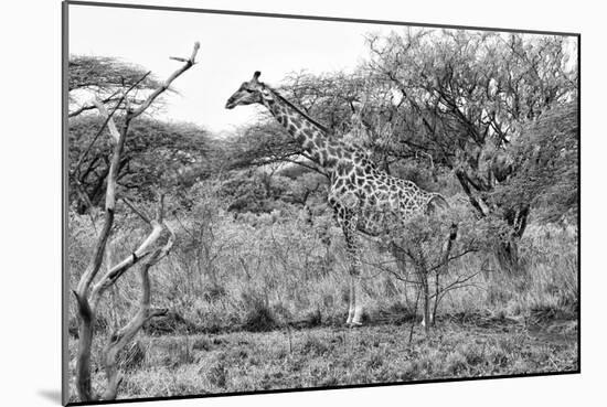Awesome South Africa Collection B&W - Giraffe in the Savanna I-Philippe Hugonnard-Mounted Photographic Print