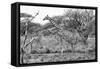 Awesome South Africa Collection B&W - Giraffe in the Savanna I-Philippe Hugonnard-Framed Stretched Canvas