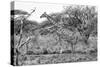 Awesome South Africa Collection B&W - Giraffe in the Savanna I-Philippe Hugonnard-Stretched Canvas