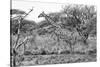 Awesome South Africa Collection B&W - Giraffe in the Savanna I-Philippe Hugonnard-Stretched Canvas