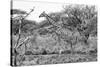 Awesome South Africa Collection B&W - Giraffe in the Savanna I-Philippe Hugonnard-Stretched Canvas