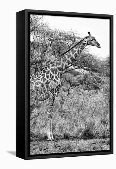 Awesome South Africa Collection B&W - Giraffe in the Savanna II-Philippe Hugonnard-Framed Stretched Canvas