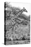 Awesome South Africa Collection B&W - Giraffe in the Savanna II-Philippe Hugonnard-Stretched Canvas
