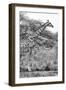 Awesome South Africa Collection B&W - Giraffe in the Savanna II-Philippe Hugonnard-Framed Photographic Print