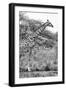 Awesome South Africa Collection B&W - Giraffe in the Savanna II-Philippe Hugonnard-Framed Photographic Print